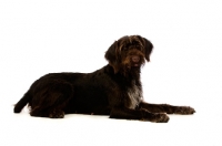 Picture of German Wirehaired Pointer lying down isolated on a white background