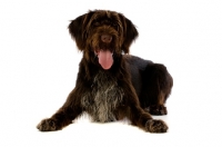 Picture of German Wirehaired Pointer lying isolated on a white background