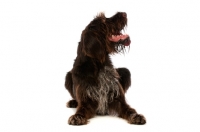 Picture of German Wirehaired Pointer lying isolated on a white background looking up to the right