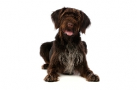 Picture of German Wirehaired Pointer lying isolated on a white background