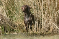 Picture of German Wirehaired Pointer near riverside