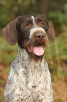Picture of German Wirehaired Pointer portrait