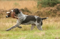 Picture of German Wirehaired Pointer retrieving birdd