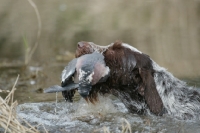 Picture of German Wirehaired Pointer retrieving pigeon