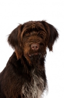 Picture of German Wirehaired Pointer sat isolated on a white background