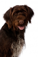 Picture of German Wirehaired Pointer sat isolated on a white background