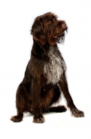 Picture of German Wirehaired Pointer sitting isolated on a white background