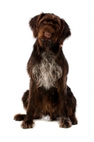 Picture of German Wirehaired Pointer sitting isolated on a white background