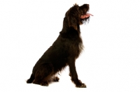 Picture of German Wirehaired Pointer sitting isolated on a white background