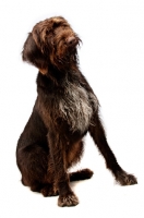 Picture of German Wirehaired Pointer sitting isolated on a white background