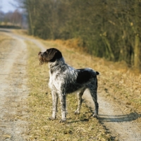 Picture of german wirehaired pointer standing on path