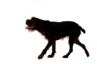 Picture of German Wirehaired Pointer walking isolated on a white background
