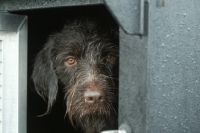 Picture of German Wirehaired Pointer