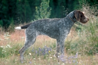 Picture of german wirehaired pointer