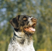 Picture of german wirehaired pointer