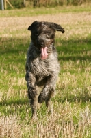 Picture of German Wirehaired Pointer