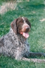 Picture of german wirehaired pointer