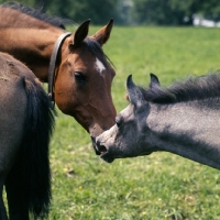 Picture of Germany Arab mare and foal  rubbing noses at marbach,