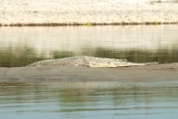 Picture of gharial crocodile in Nepa;