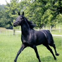 Picture of gharib, (world-famous chief sire of Marbach state stud), Egyptian Arab stallion cantering