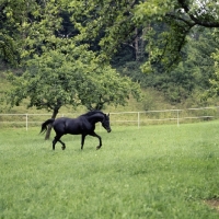 Picture of gharib, (world-famous chief sire of Marbach state stud), Egyptian Arab stallion trotting in stallion paddock