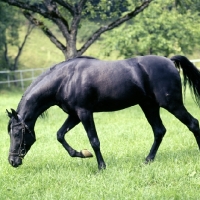 Picture of Gharib (world-famous chief sire of Marbach state stud), Egyptian Arab stallion smelling the ground