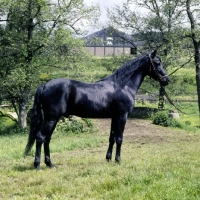 Picture of gharib, (world-famous chief sire of Marbach state stud), Egyptian Arab stallion full body 