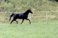 Picture of gharib, (world-famous chief sire of Marbach state stud) trotting in stallion paddock