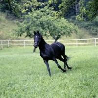 Picture of gharib, (world-famous chief sire of Marbach state stud), Egyptian Arab stallion trotting in field