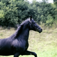 Picture of gharib, (world-famous chief sire of Marbach state stud), Egyptian Arab stallion trotting head and shoulders