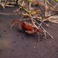 Picture of ghost crab on jervis island, galapagos, close-up