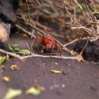 Picture of ghost crab on jervis island, galapagos 