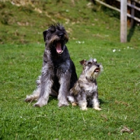 Picture of giant and miniature schnauzers sitting together, one yawning in boredom