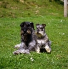 Picture of giant and miniature schnauzers together on grass