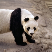 Picture of giant panda looking at camera