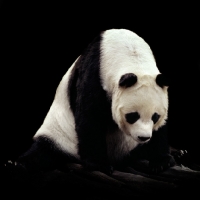 Picture of giant panda looking sad