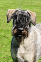 Picture of Giant Schnauzer, portrait