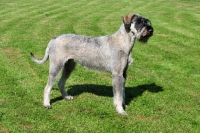 Picture of Giant Schnauzer, posed