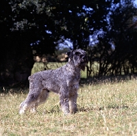 Picture of giant schnauzer standing on grass