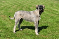 Picture of Giant Schnauzer standing on grass