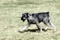 Picture of giant schnauzer trotting out