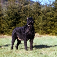 Picture of giant schnauzer with cropped ears