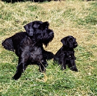 Picture of giant schnauzer with her puppy