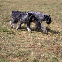 Picture of giant schnauzers walking side by side