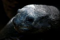 Picture of giant tortoise portrait
