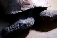Picture of giant tortoise