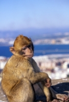 Picture of Gibraltar Barbary Macaques Ape sitting and looking down