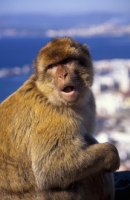 Picture of Gibraltar Barbary Macaques Ape sitting with mouth open
