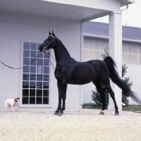 Picture of Gift of Love, American Saddlebred with hogged mane, 3 gaited