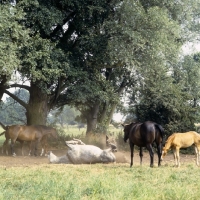 Picture of gina, brown mare, gesa, grey mare, acacia, black Hanoverians and foal under trees, one rolling